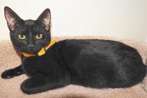 Picture of Ebony