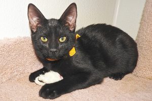 Picture of Ebony