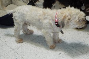 Picture of Teddy
