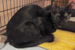 Picture of Gypsy