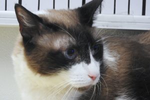 Picture of Jinx