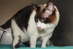Picture of Jinx