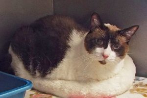 Picture of Jinx