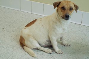 Picture of Juliet