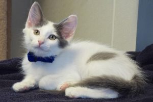 Picture of Keno