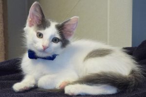 Picture of Keno