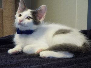 Picture of Keno