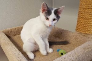 Picture of Keno