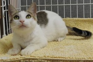 Picture of Leia