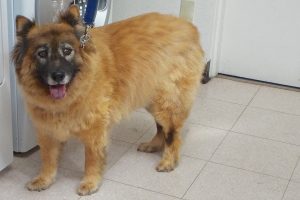 Picture of Lucky