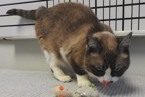 Picture of Nubs