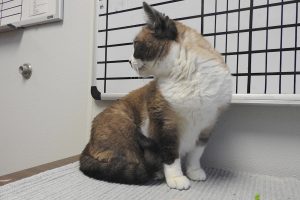 Picture of Nubs