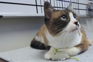 Picture of Nubs