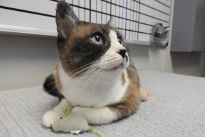 Picture of Nubs