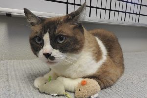 Picture of Nubs