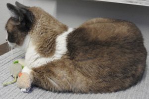 Picture of Nubs