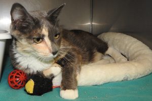 Picture of Patches