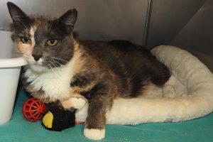 Picture of Patches