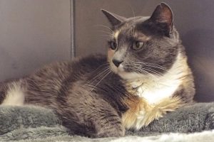 Picture of Patches