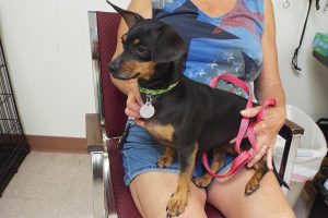 Picture of Penny