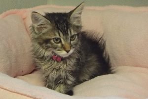 Picture of Pepsi