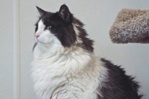 Picture of Poppy (R.B.)