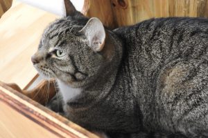 Picture of Sabrina