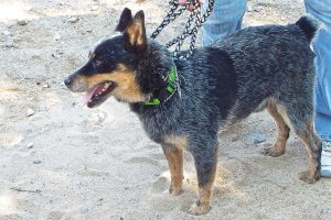 Picture of Sarge