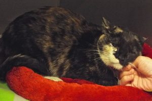 Picture of Savannah