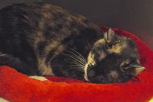 Picture of Savannah