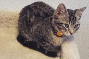 Picture of Simba