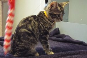 Picture of Simba