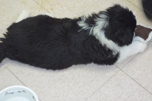 Picture of Sunny