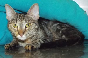Picture of Tinker