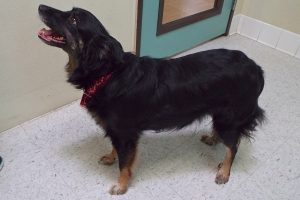 Picture of Sheba