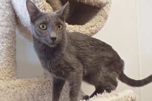 Picture of Beauregard