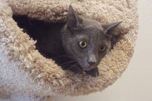 Picture of Beauregard