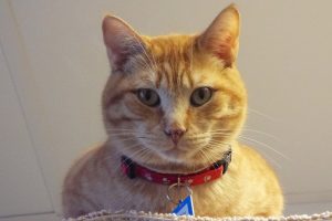 Picture of Big Boy