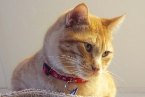 Picture of Big Boy