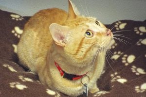 Picture of Big Boy