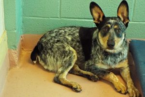 Picture of Blue