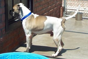 Picture of Bruno
