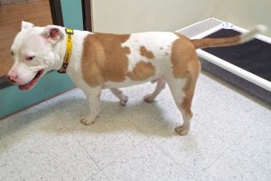 Picture of Bugsy