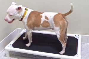 Picture of Bugsy
