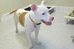 Picture of Bugsy