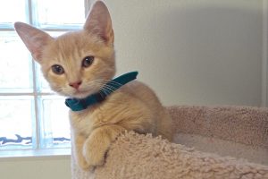Picture of Caramel