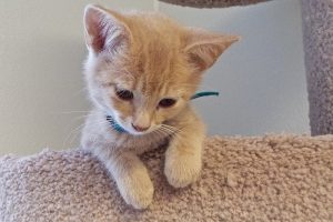 Picture of Caramel