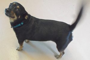 Picture of Chip