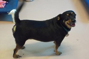 Picture of Chip