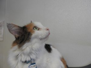 Picture of Chloe